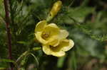 Smooth yellow false foxglove